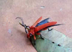 Stenoderus concolor