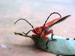 Stenoderus concolor
