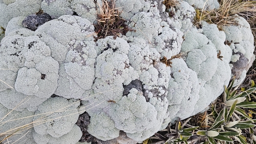 Image of Raoulia eximia by no rights reserved