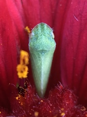 Xerophloea viridis