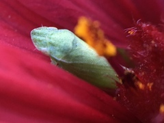 Xerophloea viridis