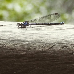 Argia immunda