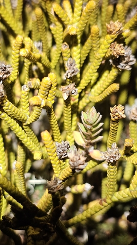 Image of Veronica lycopodioides by no rights reserved