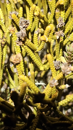 Image of Veronica lycopodioides by no rights reserved