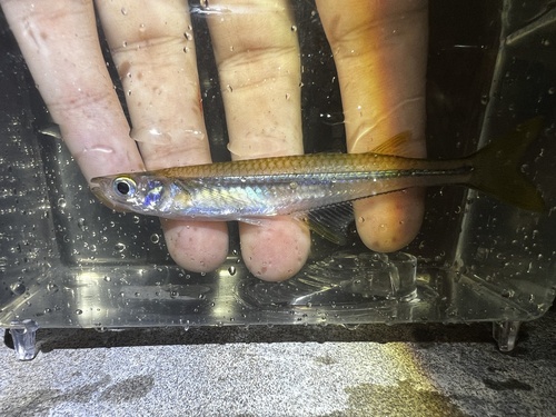 Chagres-koornaarvis (Atherinella chagresi) — Atherinopsidae