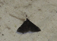 Hypena sordidula