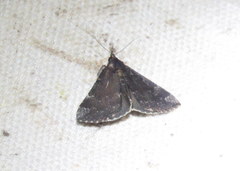 Hypena sordidula