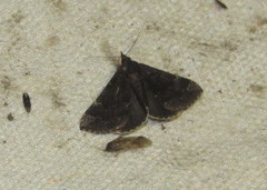 Hypena sordidula