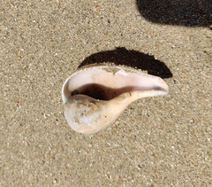 ビワガイ