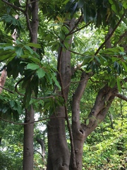 Daphniphyllum macropodum