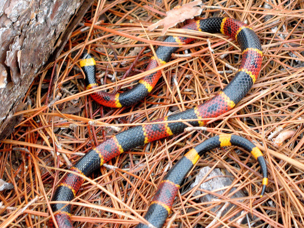 Eastern-Coral-Snake