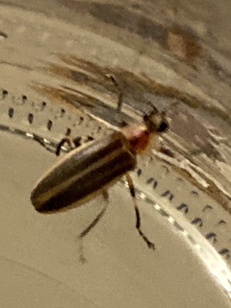 Prairie Train Firefly