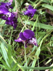 Collinsia sparsiflora