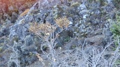 Spreading Pittosporum (Pittosporum patulum)