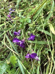 Collinsia sparsiflora