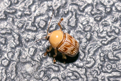 Cryptocephalus fulguratus