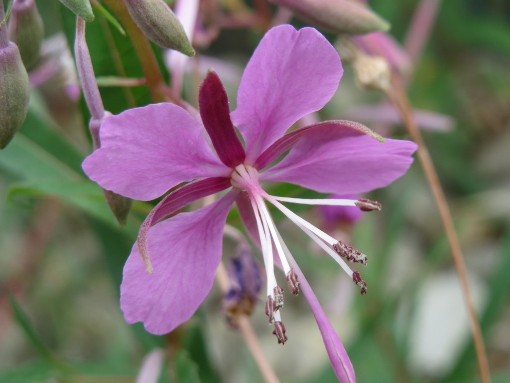 adelfilla de hoja estrecha (Chamaenerion angustifolium) · Natusfera