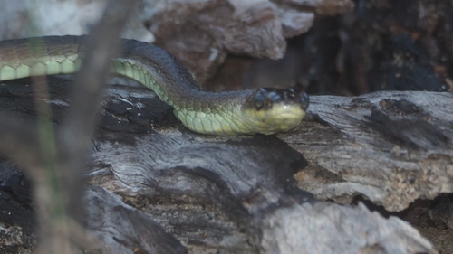 Common Tree Snake sighting