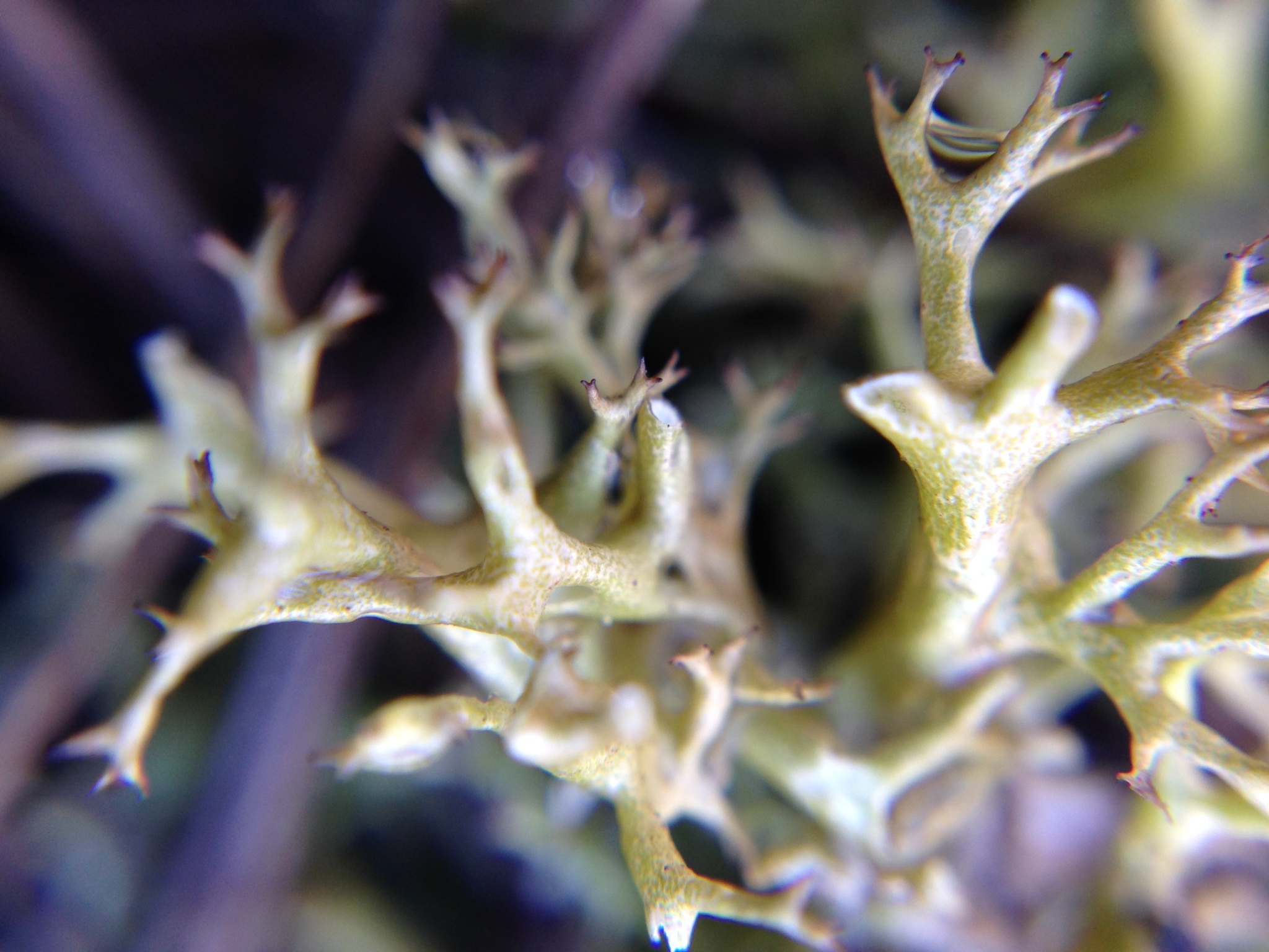 Cladia aggregata image
