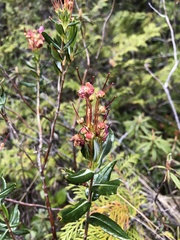 Kalmia microphylla