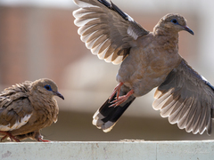 West Peruvian Dove photo 2