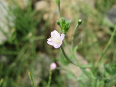 Epilobium obscurum
