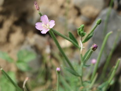Epilobium obscurum