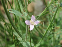 Epilobium obscurum