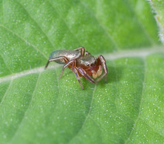 Tutelina