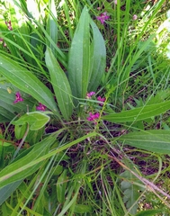 Arnoglossum plantagineum