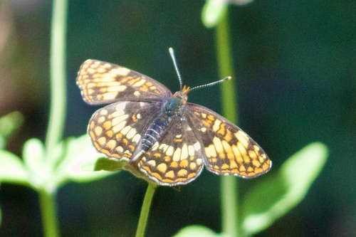 Hoffmann's Checkerspot photo 6