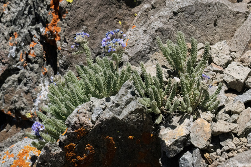 Skypilot (Polemonium eximium)