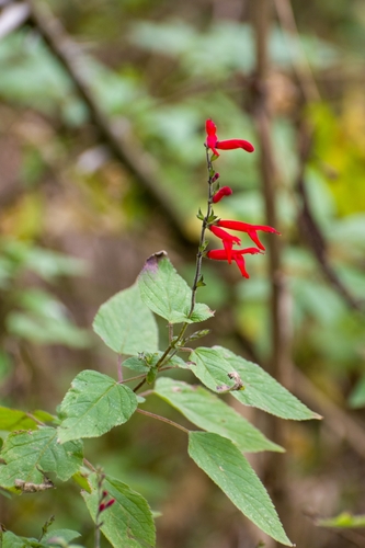Salvia elegans