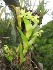Epidendrum hunterianum