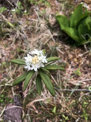 Rhododendron groenlandicum