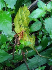 Polistes carnifex carnifex