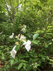 Hydrangea scandens