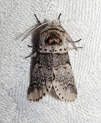 Furcula occidentalis