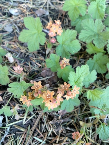Image of Crater Lake currant by (c) Carolyn Koehn, some rights reserved (CC BY)