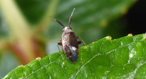 Plant bug