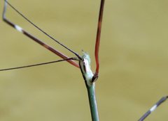 Candovia annulata