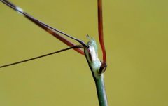 Candovia annulata