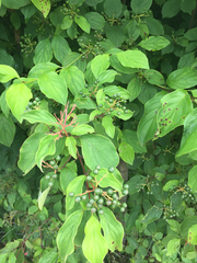Cornus sanguinea