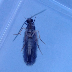 Paroxyethira hendersoni