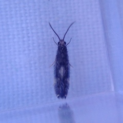 Paroxyethira hendersoni