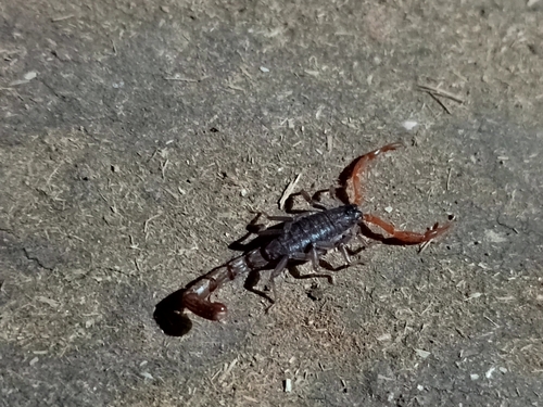 Janalychas tricarinatus