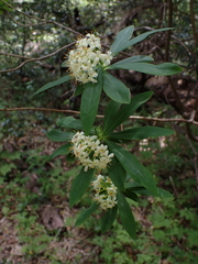Ovidia andina, photograph Nolan Exe, CC BY, iNaturalist via GBIF