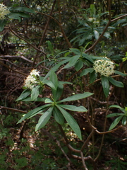 Ovidia andina, photograph Nolan Exe, CC BY, iNaturalist via GBIF