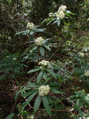 Ovidia andina, photograph Nolan Exe, CC BY, iNaturalist via GBIF