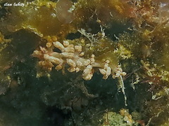 Limenandra